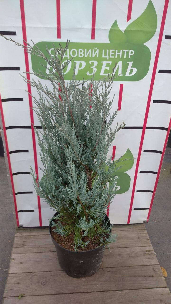 

Ялівець скельний Мунглоу /Juniperus scop. 'Moonglow' С7.5 /Н 60-80