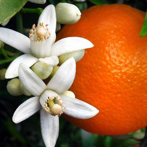 

Orange blossom / Апельсиновый цвет, 10 г