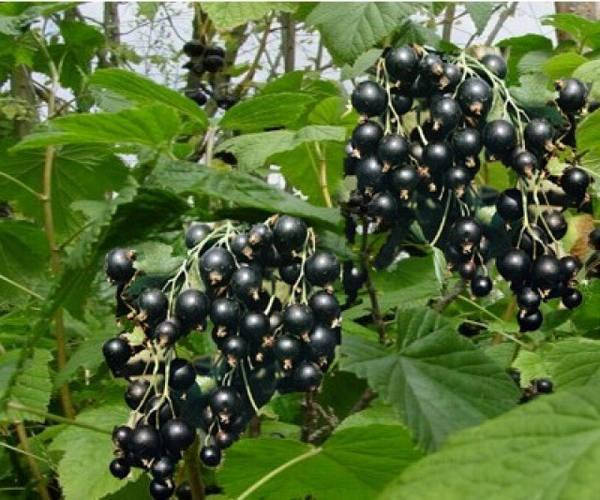 

Чорная смородина БЕН КОНОН