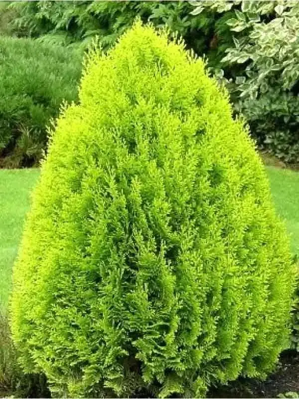 

Туя східна Aurea Nana ( 70-80 см)