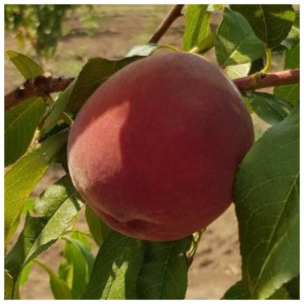 

Персик Флеминг Фьюри PF-5В