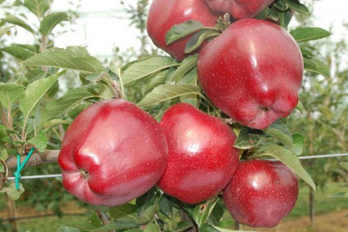 

Саженцы яблони РЕД ЧИФ (двухлетние) зимний срок созревания