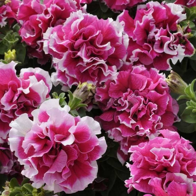 

Семена петунии поштучно 10 шт, махровая Пируэт Rose Picotte