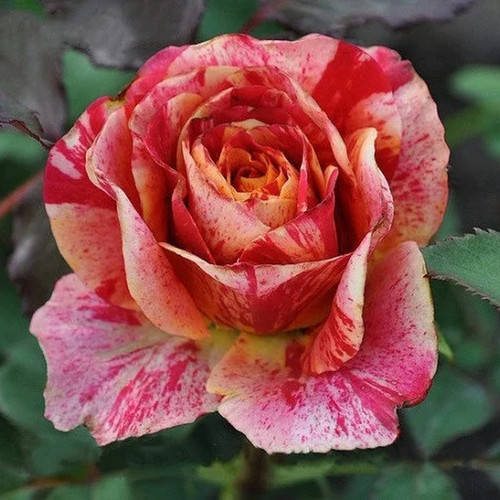 

Файер Крек (Fire Crack)