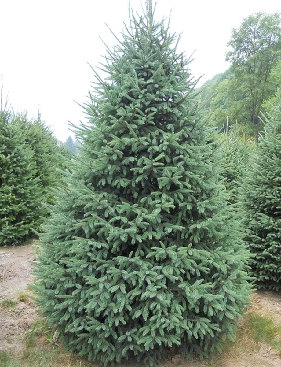 

Саженцы Ели канадской Денсата Picea glauca Densata