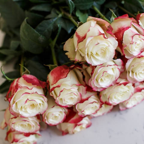 

Саженцы розы "Эквадор"