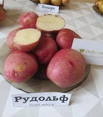 

Семенной Картофель Рудольф 1 репродукция від 5 кг