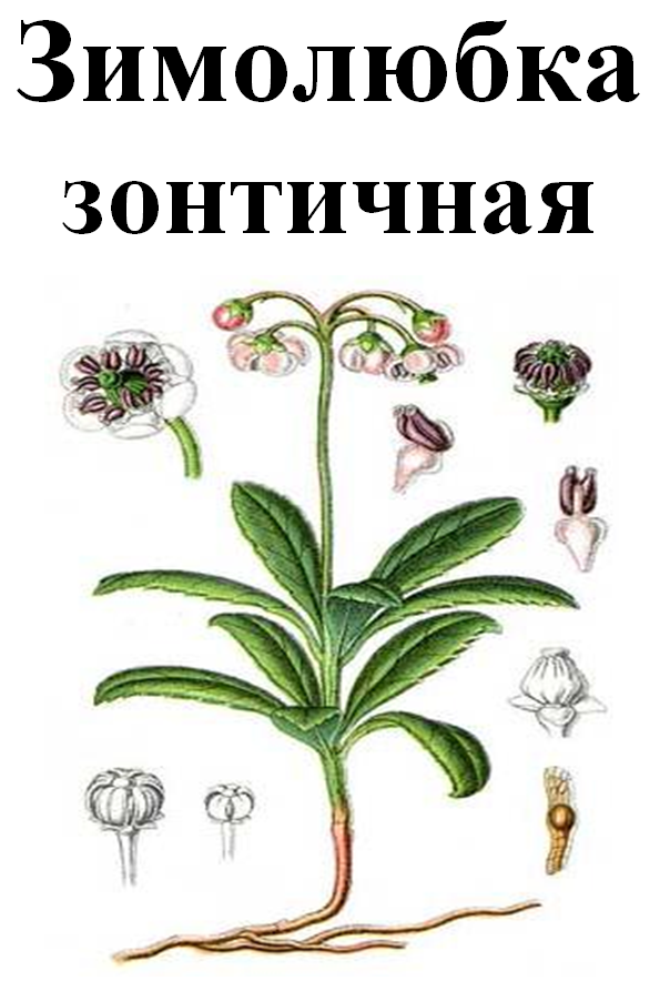 

Зимолюбка зонтичная, 40 грамм