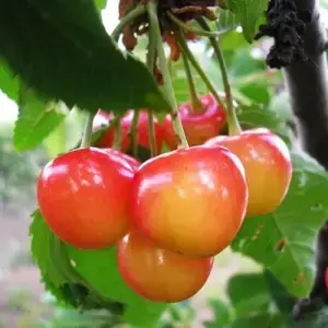 

Черешня Аэлита Двухлетняя