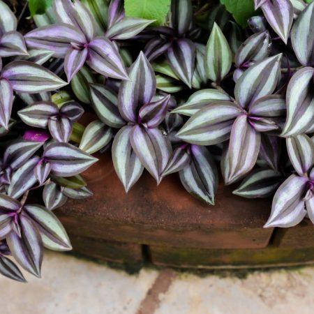 

Традесканция зебрина, Tradescantia zebrin, Фиолетовый