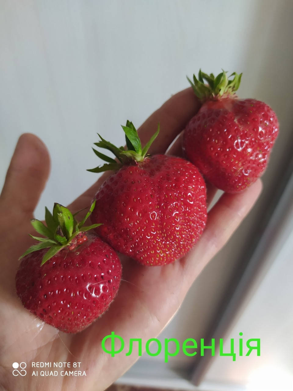 

Клубника Флоренция