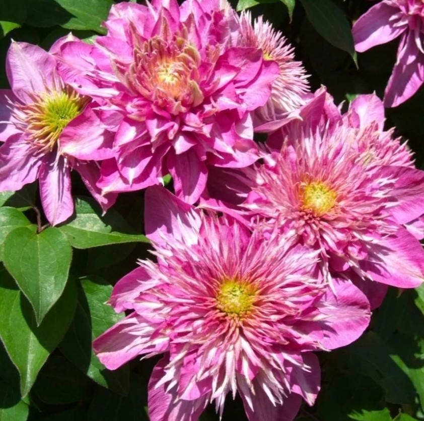 

Клематис Кайзер "Kaiser"