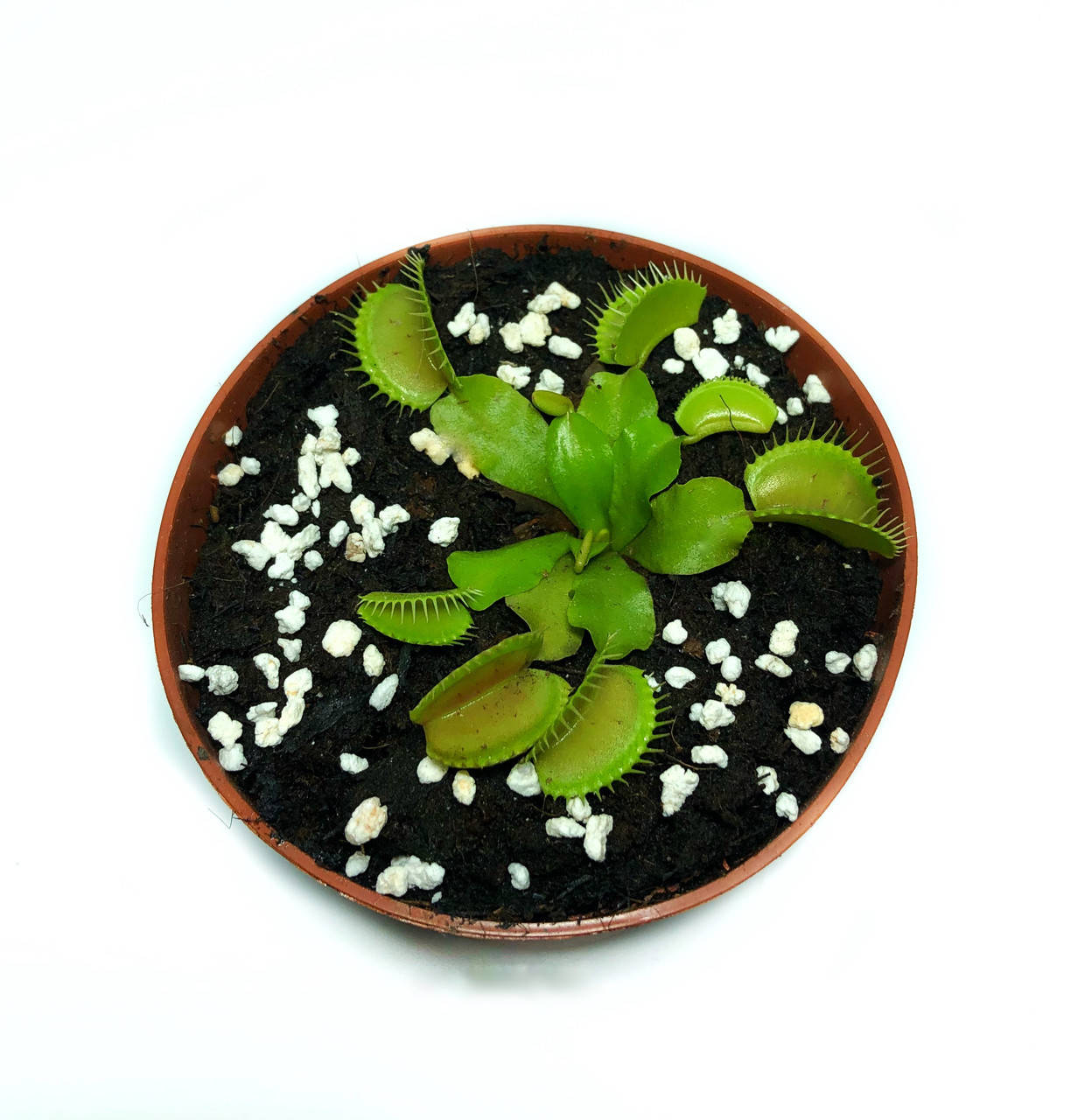

Растение хищник AlienPlants Венерина Мухоловка Дионея S в горшке, Зелёный