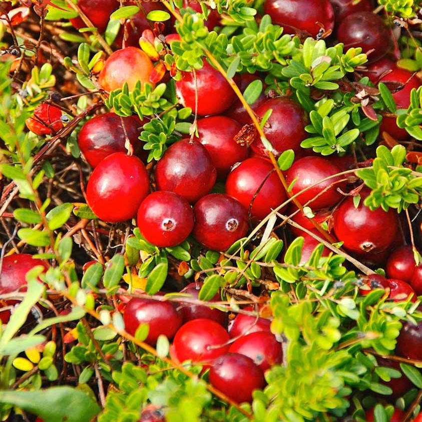 

Саженцы клюквы Стивенс - ранняя, крупноплодная, неприхотливая