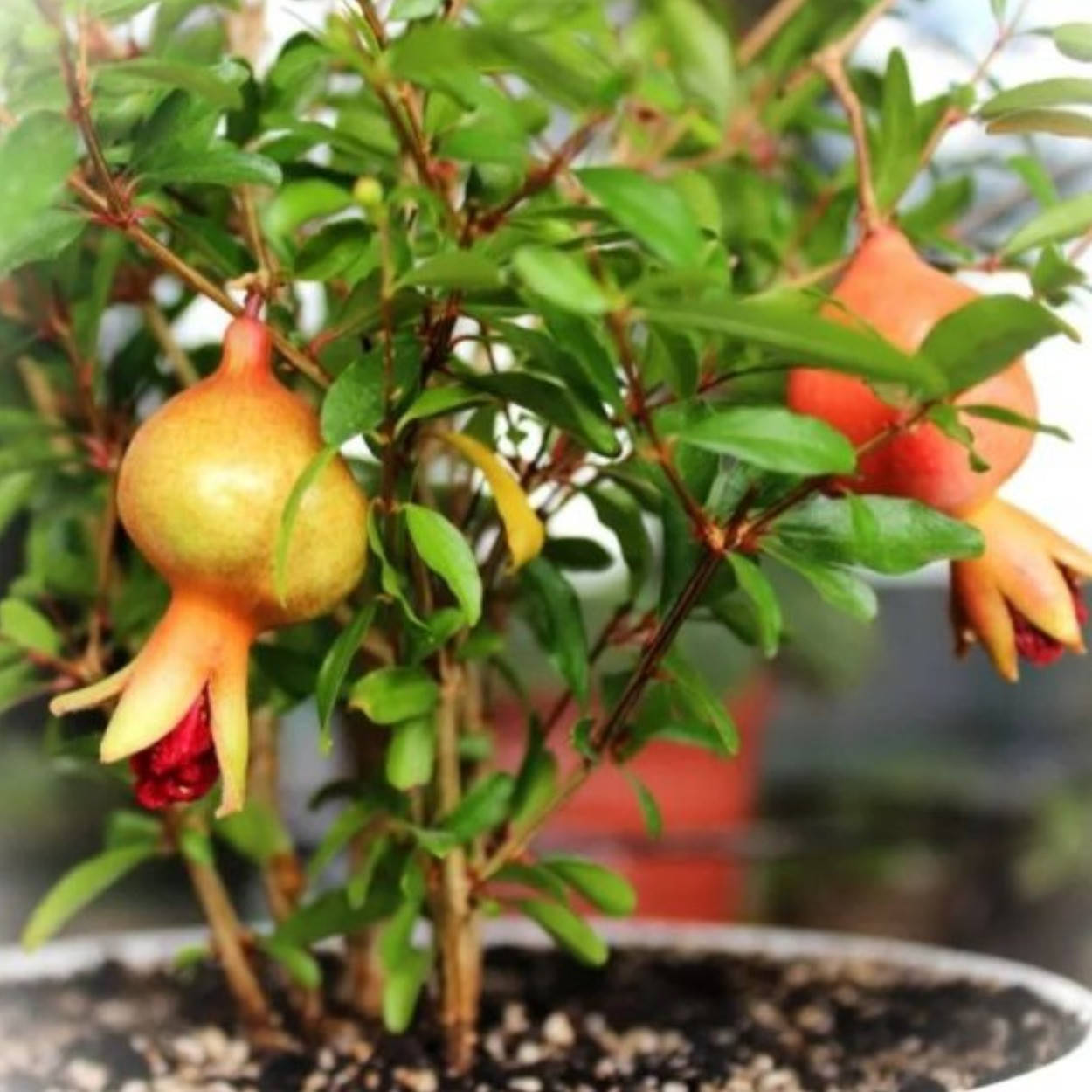

Гранат комнатный Punica granatum Nana
