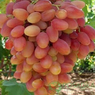 

Саженцы винограда "СЕНСАЦИЯ"