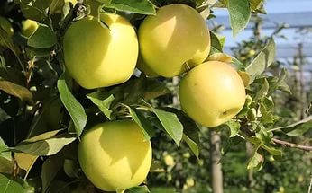 

Яблоня Голдан Делишес