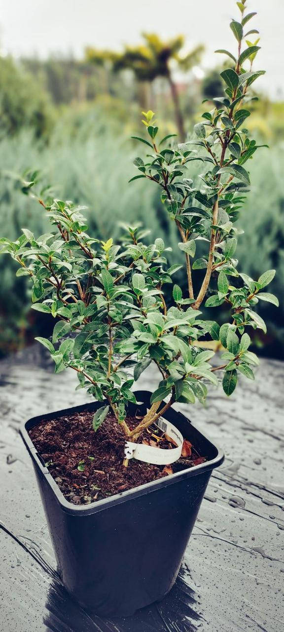 

Османтус бурквуда /Osmanthus burkwoodii С3 /Н 30-40