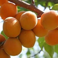 

Абрикос Полиский крупноплодний