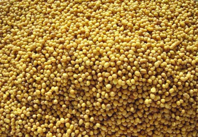 

Семена горчицы на микрозелень