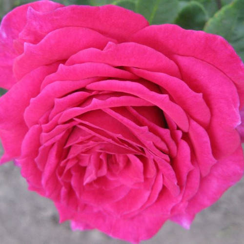

Юриандра (Yrianda)