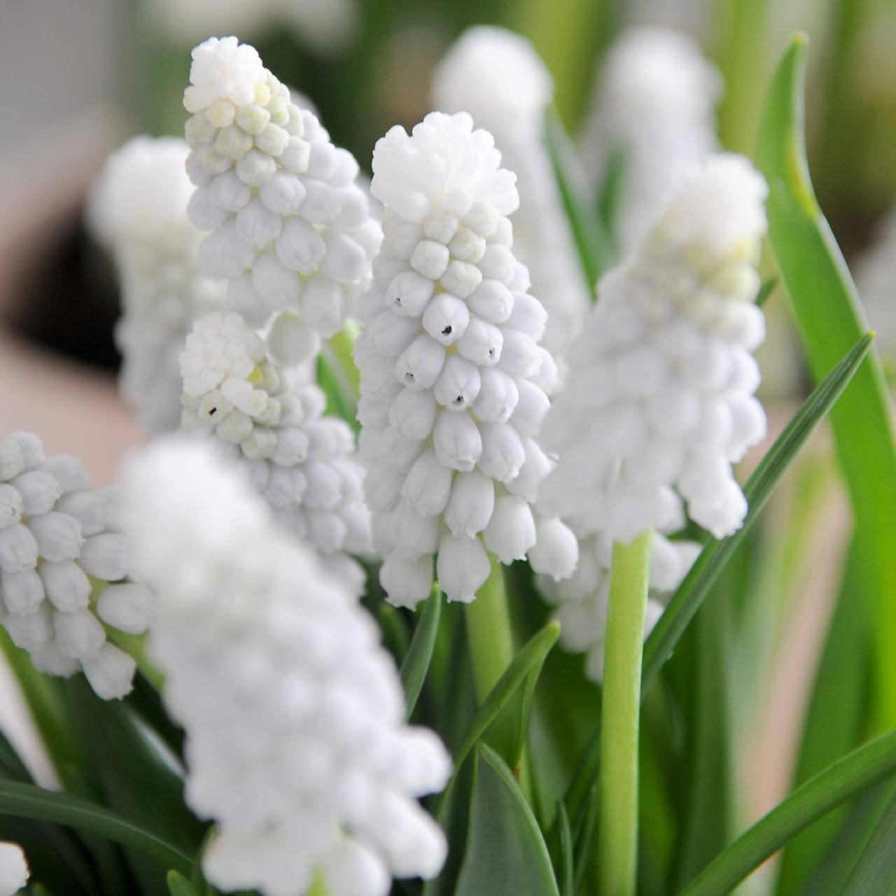 

Мускари White Beauty (Уайт Бьюти), Белый