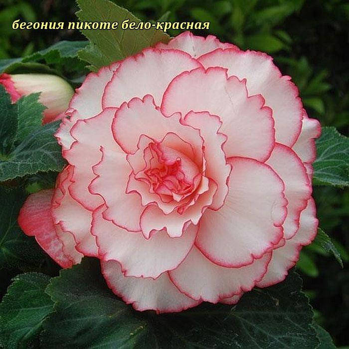 

Бегония Picotee White-Pink крупноцветковая клубни.5/6