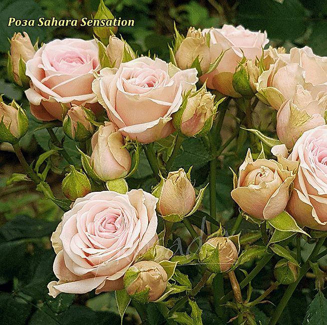 

Роза спрей Sahara Sensation (Сахара Сенсейшен)