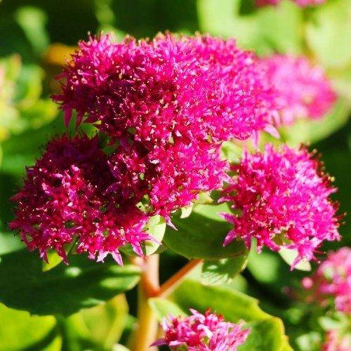 

Седум Munstead Dark Red (саженцы)