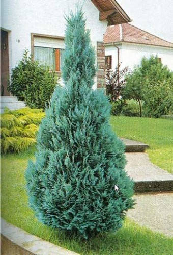 

Кипарисовик Лавсона Columnaris 3 річний, Кипарисовик Лавсона Колумнарис Chamaecyparis Lawsoniana Columnaris