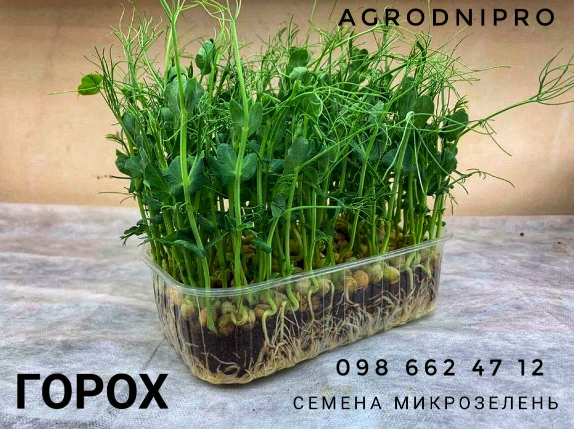 

Семена микрозелень горох 100 грамм