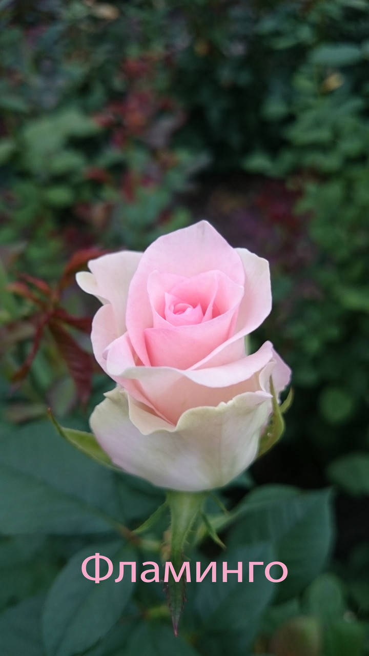 

Роза чайно-гибридная Фламинго (Flamingo)