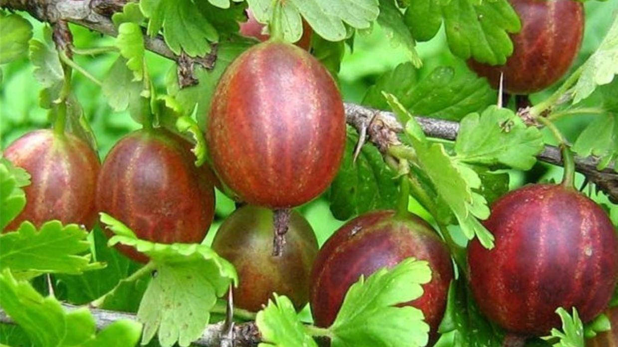 

Крыжовник "Неслухов"