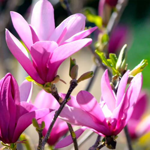 

МАГНОЛИЯ РЕНДИ