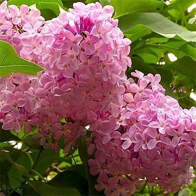 

Бузок California Rose (саджанці)