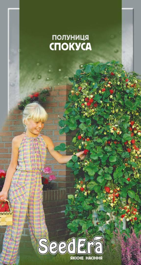 

Семена клубника Искушение, 0,01г, Seedera