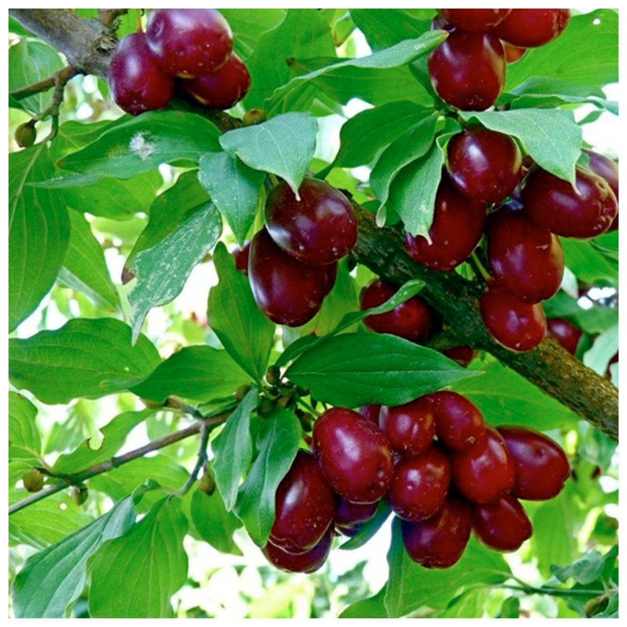 

Кизил Елена