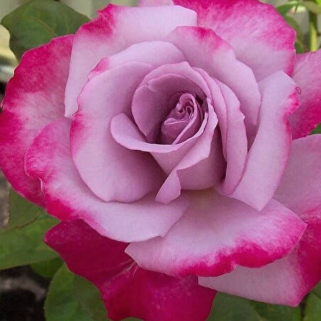 

Роза чайно-гибридная Парадиз, Rose Paradise