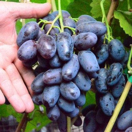 

Саженцы винограда сорт Алвика, полуупакованный
