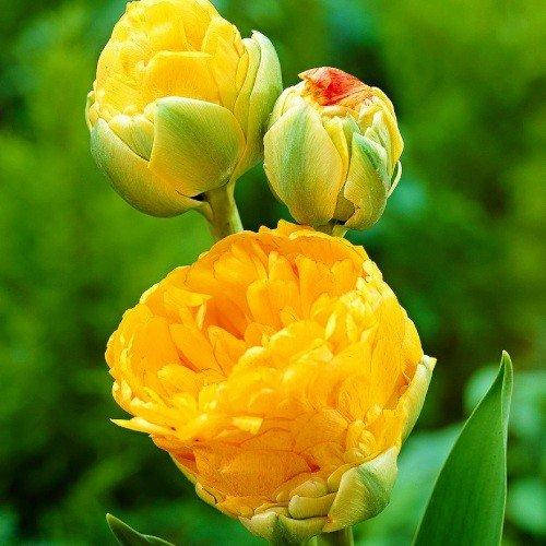 

Тюльпан Double Beauty of Apeldoorn (луковицы) 3 шт