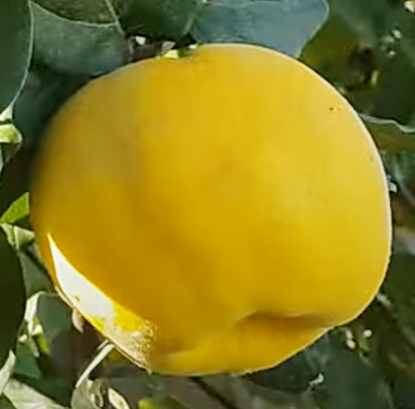 

Айва Мария. (ВА-29). (вв).