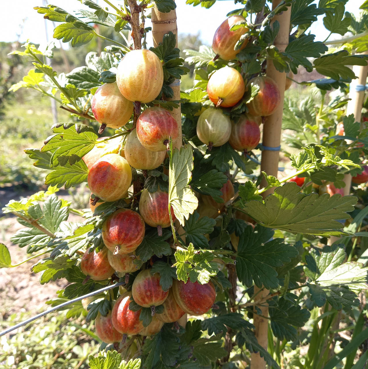 

Саженец крыжовника КСЕНА (Ksena) - ранний, 1-летний