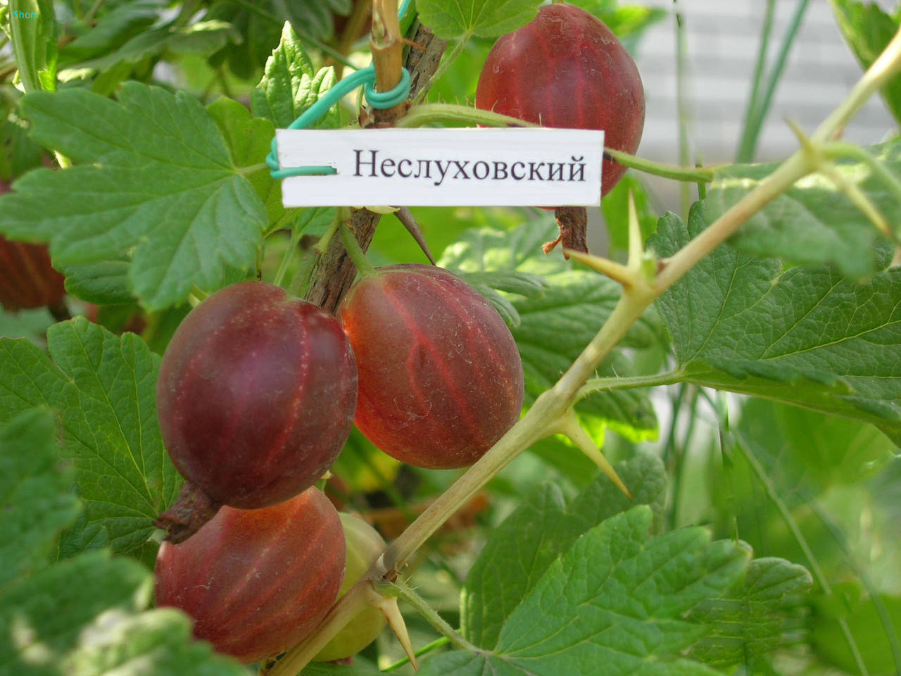 

Крыжовник Неслухов