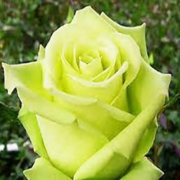 

Саженцы роз «Грин Ти» (чайно-гибридных) ЗКС