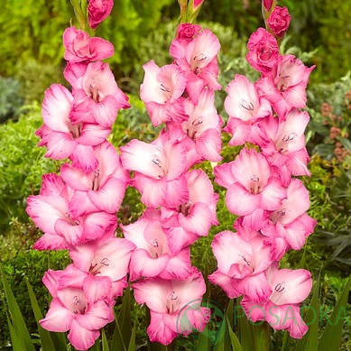 

Гладиолус Fado Луковицы, Розовый