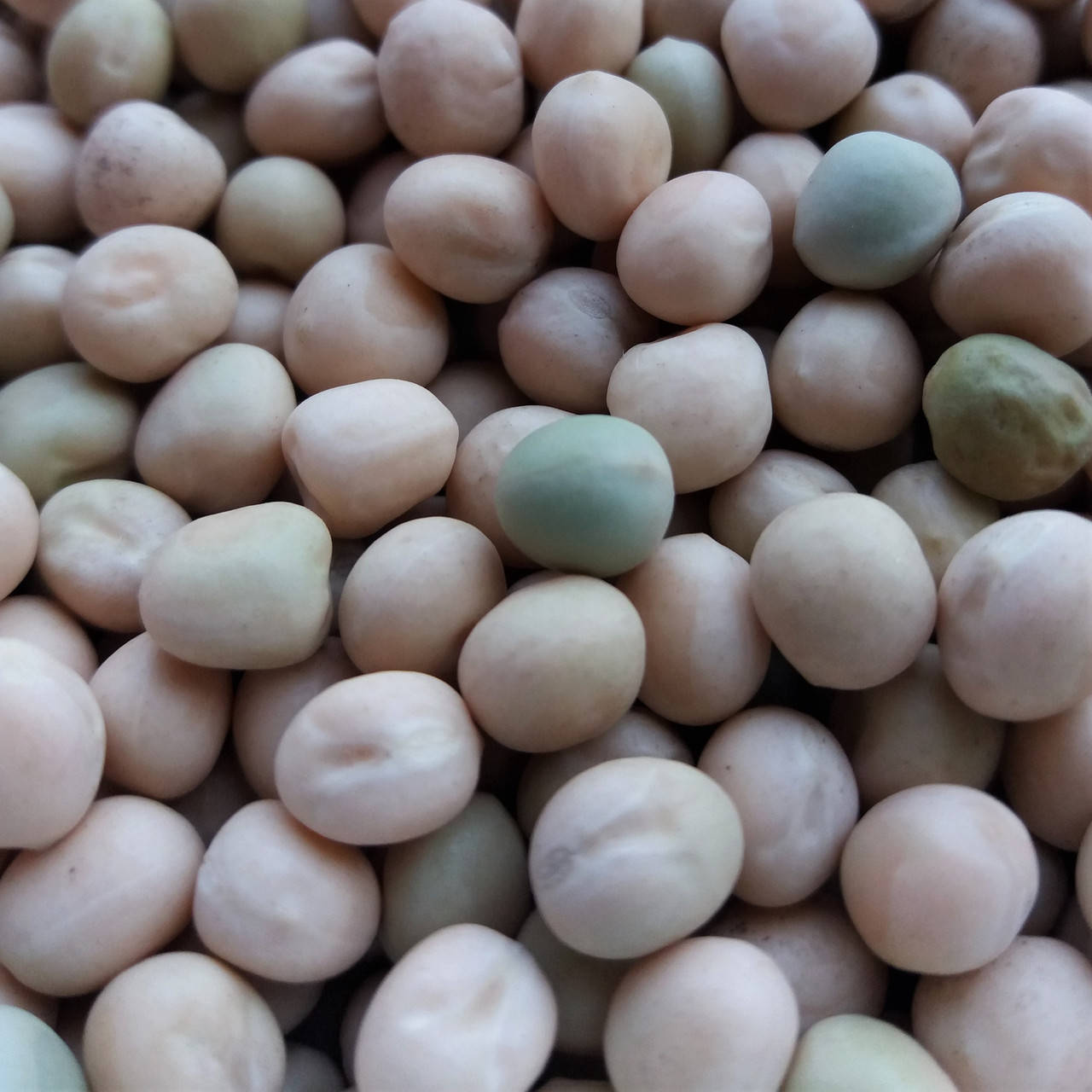 

Семена гороха "деликатный" микрозелень