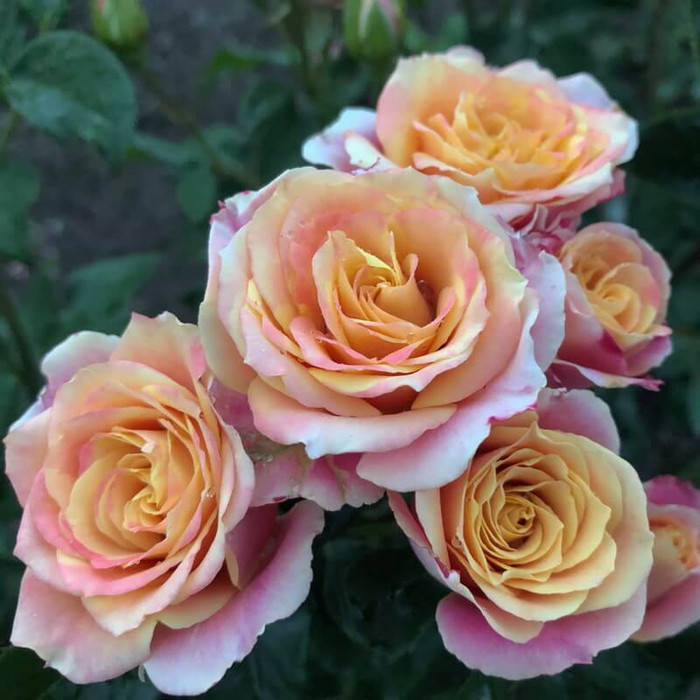 

Антигуа (Antigua)