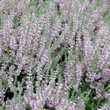 

ВЕРЕСК "ВАЛЕРИЯ" (Calluna vulgaris 'Valeria') / Саженцы (ЗКС)