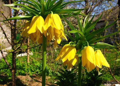 

Рябчик императорский Lutea (Лютея)