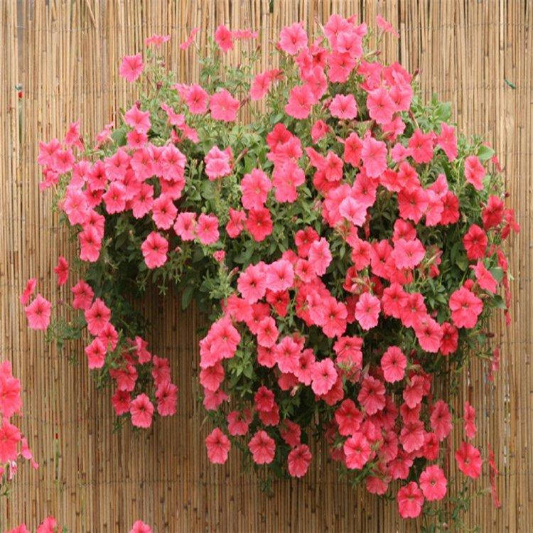 

Семена Петуния ампельная крупноцвет Лавина розовая F1 20 сем Cerny 5122, Розовый